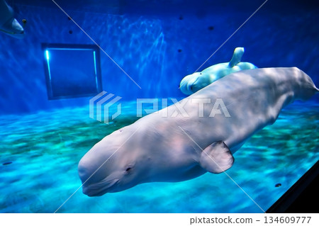 Silk dolphin Silk dolphin 134609777