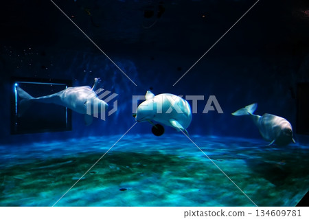 Silk dolphin Silk dolphin 134609781