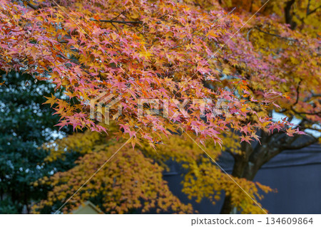 Kyoto in Japan Kyoto in Japan 134609864