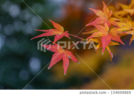 Kyoto in Japan 134609869