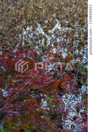 Kyoto in Japan 134609921