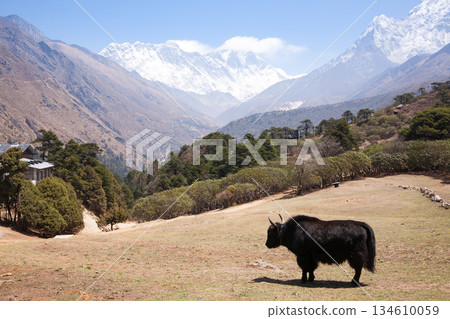 Yak with Everest in background, Nepal Yak with Everest in background, Nepal 134610059