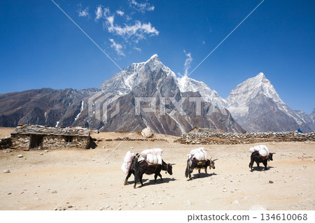 Everest base camp trekking path in Dingboche area, Nepal. Yak animals 134610068