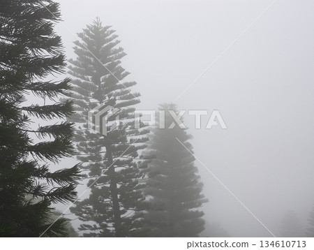 Mysterious foggy pine forest 134610713