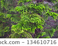 Close-up of Lush Green Pine Tree Branches 134610716