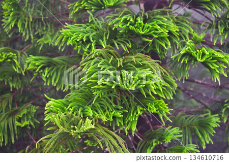 Close-up of Lush Green Pine Tree Branches 134610716