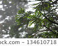 Misty Pine Needles in a Forest 134610718