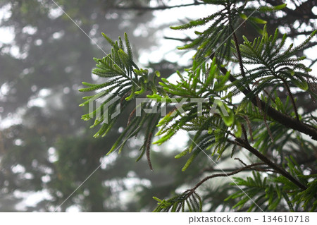 Misty Pine Needles in a Forest 134610718
