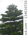 Lush Pine Tree Against Foggy Sky 134610720