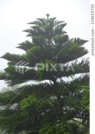 Lush Pine Tree Against Foggy Sky Lush Pine Tree Against Foggy Sky 134610720