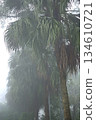 Misty Palm Trees in Dense Fog 134610721