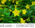 Vibrant Yellow Flowers with Green Foliage 134610722