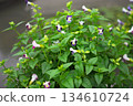 Blooming Torenia Flowers in Garden 134610724