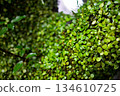 Close-Up of Lush Green Foliage 134610725