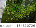 Tree Trunk with Moss and Leaves 134610726