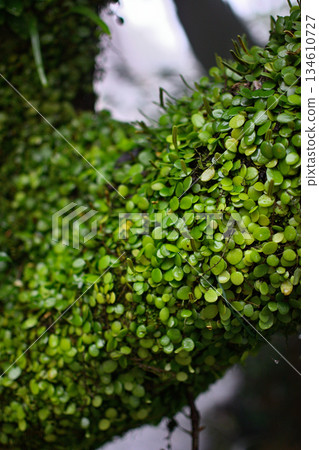 Lush Green Leaves on Tree Branch Lush Green Leaves on Tree Branch 134610727