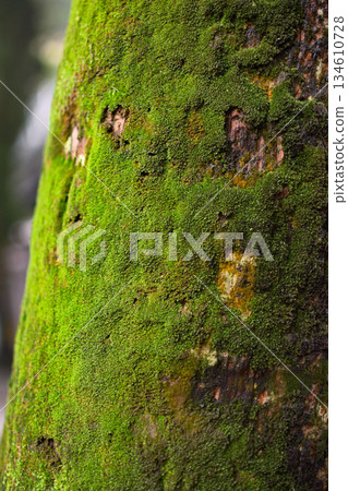 Tree Trunk with Vibrant Green Moss Tree Trunk with Vibrant Green Moss 134610728