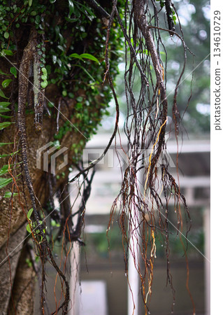Close-Up of Hanging Tree Roots 134610729
