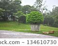 Large Potted Tree in a Lush Park Setting 134610730
