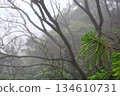 Misty forest with green foliage 134610731