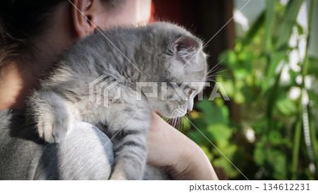 A sweet and adorable Scottish tabby kitten 134612231