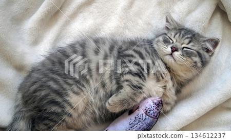 A sweet and adorable Scottish tabby kitten A sweet and adorable Scottish tabby kitten 134612237