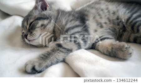 A sweet and adorable Scottish tabby kitten A sweet and adorable Scottish tabby kitten 134612244