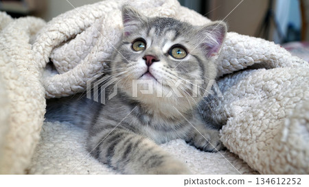 A sweet and adorable Scottish tabby kitten 134612252