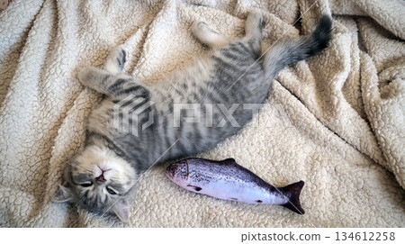 A sweet and adorable Scottish tabby kitten 134612258