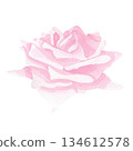 A soft rose 134612578
