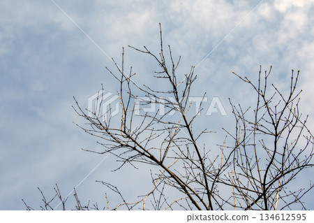 Lonicera maackii branches in early spring against cloudy sky Lonicera maackii branches in early spring against cloudy sky 134612595