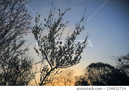 The silhouette of a plum tree floating in the morning sky 134612714