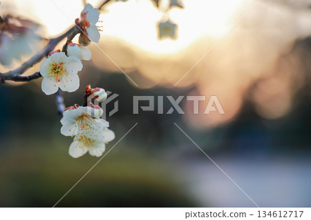 Close-up of white plum blossoms illuminated by the morning sun 134612717