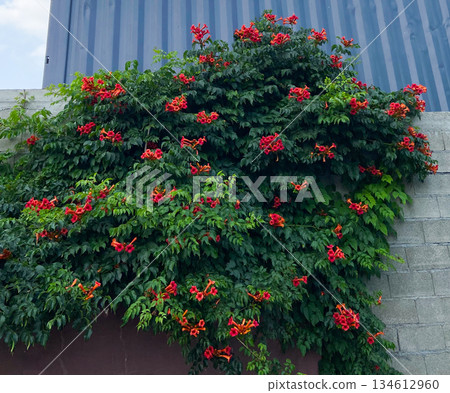 Blooming Campsis radicans climbing over an urban wall. Lush summer vegetation, ornamental vine growth, vibrant trumpet flowers, and natural greenery softening industrial architecture. Blooming Campsis radicans climbing over an urban wall. Lush summer vegetation, ornamental vine growth, vibrant trumpet flowers, and natural greenery softening industrial architecture. 134612960