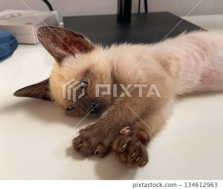 Relaxed siamese kitten lying on desk surface indoors. Pet comfort 134612963