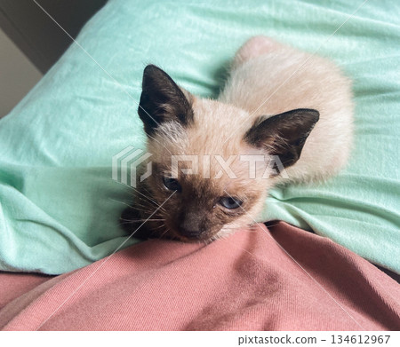 Curious siamese kitten resting on pillows and looking at camera. Pet portrait, emotional connection Curious siamese kitten resting on pillows and looking at camera. Pet portrait, emotional connection 134612967
