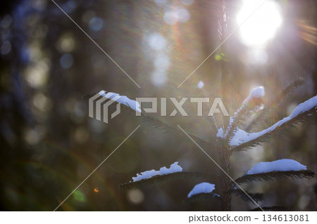 Young tender spruce tree with green needles covered with snow and hoarfrost lit by bright rays of raising sun on colorful bokeh background. Merry Christmas and Happy New Year greeting card. 134613081
