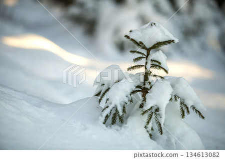 Young tender spruce tree with green needles covered with deep snow and hoarfrost on bright colorful copy space background. Merry Christmas and Happy New Year greeting card. Young tender spruce tree with green needles covered with deep snow and hoarfrost on bright colorful copy space background. Merry Christmas and Happy New Year greeting card. 134613082