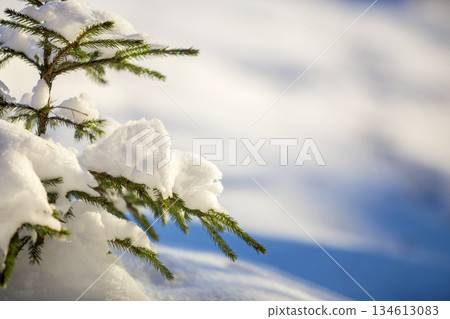 Young tender spruce tree brunches with green needles covered with deep snow and hoarfrost on bright blue and white colorful copy space background. Merry Christmas and Happy New Year greeting card. 134613083