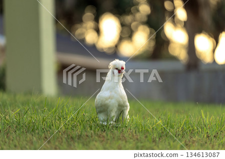 Young chicks grazing on green grass in backyard garden Young chicks grazing on green grass in backyard garden 134613087