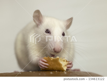 White domestic rat eating bread. Pet animal at home. 134613122