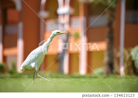 White cattle egret wild bird, also known as Bubulcus ibis, walking on green lawn at hotel yard in summer White cattle egret wild bird, also known as Bubulcus ibis, walking on green lawn at hotel yard in summer 134613123