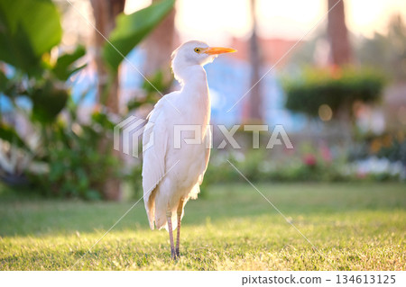 White cattle egret wild bird, also known as Bubulcus ibis walking on green lawn in summer White cattle egret wild bird, also known as Bubulcus ibis walking on green lawn in summer 134613125