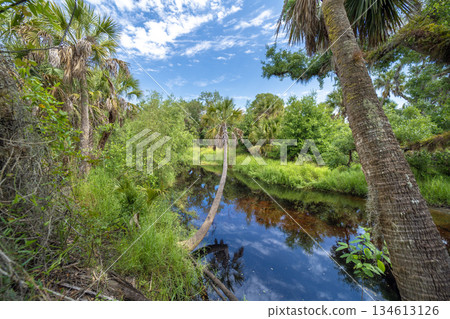 Wetlands wild tropical nature with dense green rainforest. Florida jungles Wetlands wild tropical nature with dense green rainforest. Florida jungles 134613126