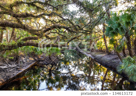 Tropical jungles with fresh water river between green palm trees and wild vegetation in southern Florida. Dense rainforest ecosystem 134613172