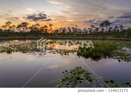 Tropical forest lake vegetation in southern swamp at sunset. Evening landscape of Florida wetland flora 134613173