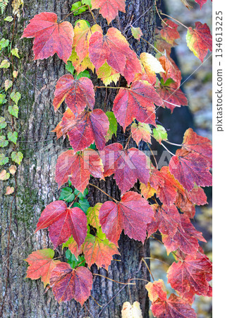Colorful autumn Boston ivy leaves on tree branches. Colorful autumn Boston ivy leaves on tree branches. 134613225