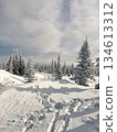 Snowy forest landscape with pine trees under cloudy sky 134613312