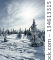 Snowy field with frosted pine trees and bright winter sunlight. 134613315