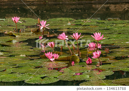 Pink water lily flower floating on water 134613788